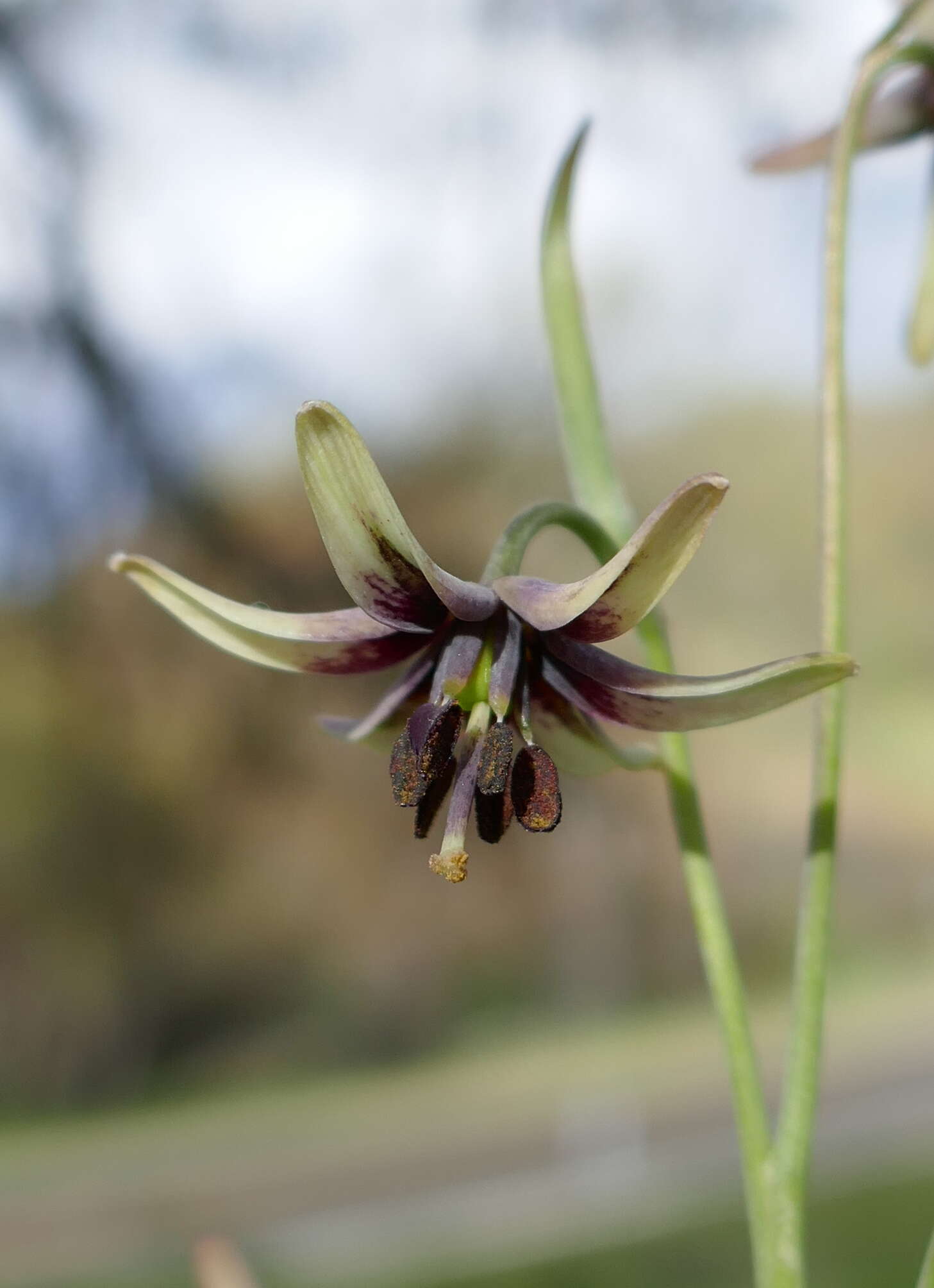 Fritillaria brandegeei Eastw. resmi