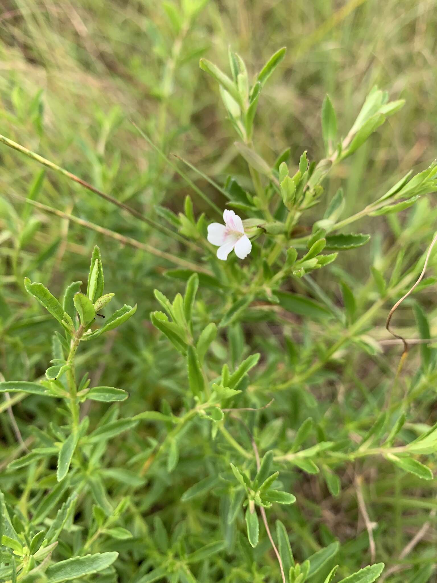 Mecardonia acuminata (Walt.) Small resmi