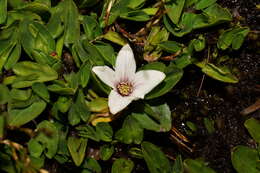 Caltha introloba F. Müll. resmi