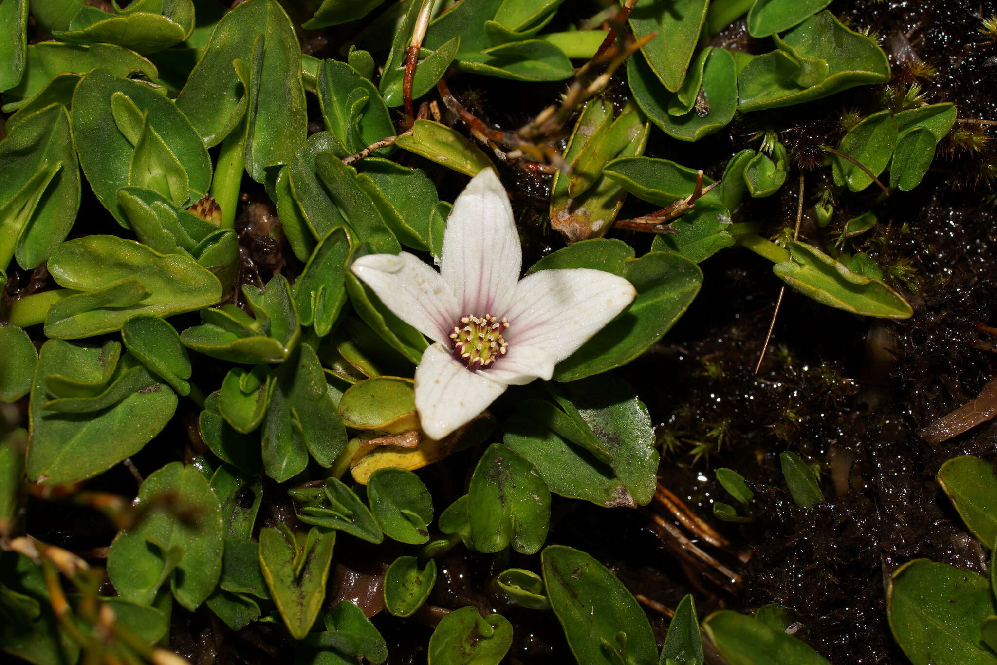 Caltha introloba F. Müll. resmi