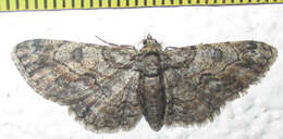 صورة Orbamia octomaculata Wallengren 1872