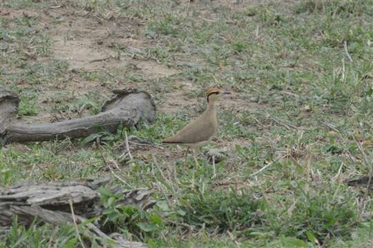 Image of Temminck's Courser