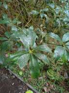 Слика од Illicium anisatum L.