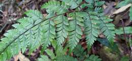 Plancia ëd Athyrium arisanense (Hayata) Tag.