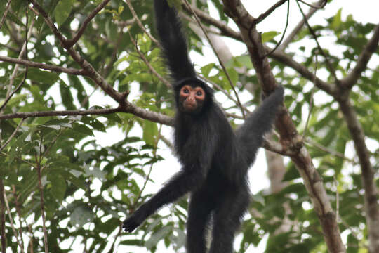 Image of Red-faced Spider Monkey