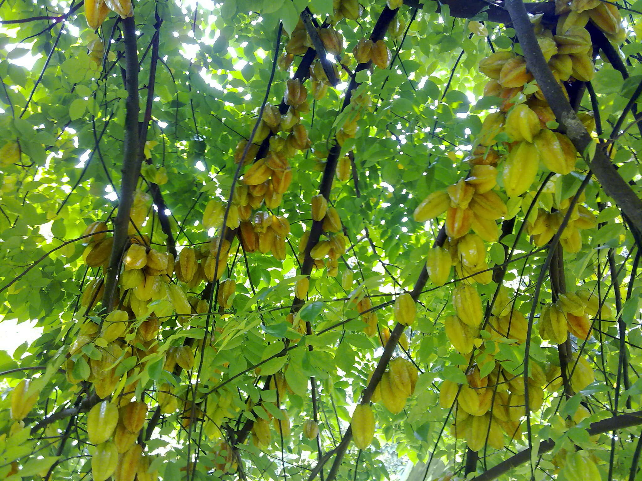 Image of carambola