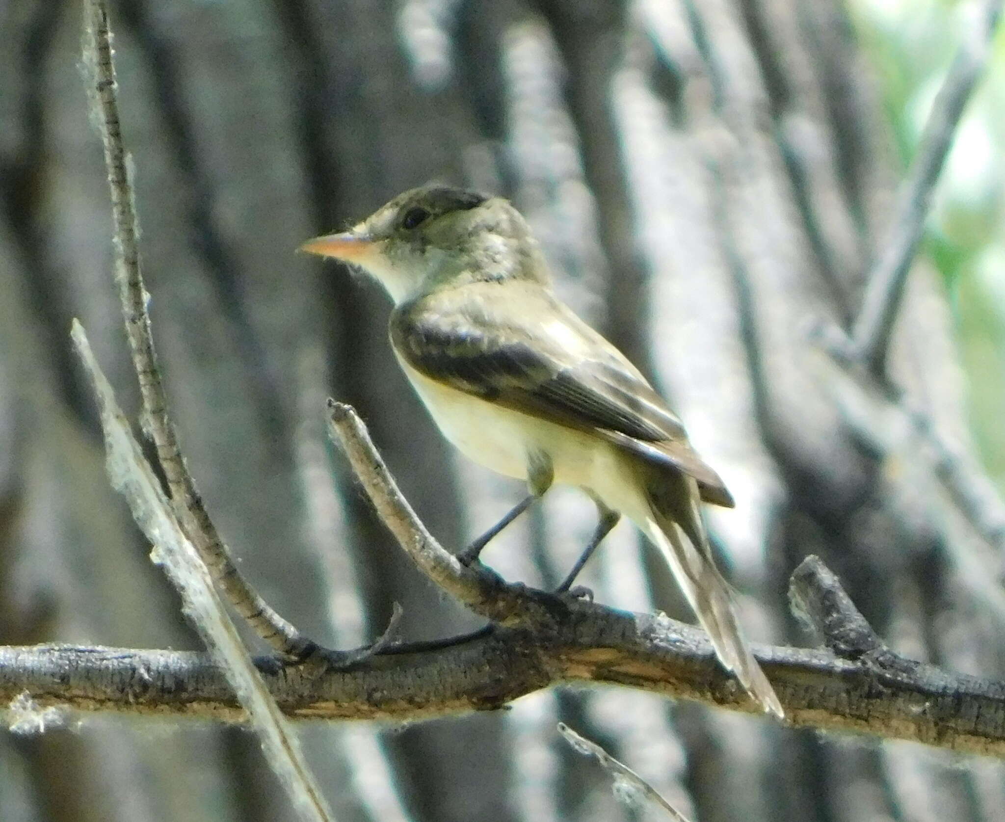 Image of southwestern willow flycatcher