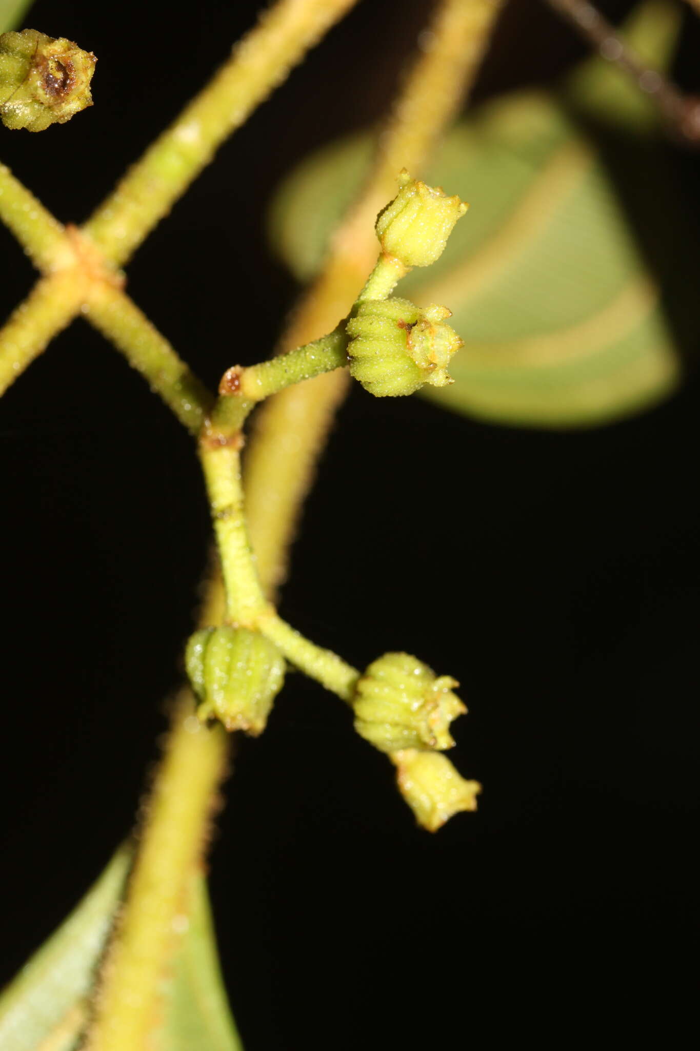 Image de Miconia albertobrenesii Gamba & Almeda