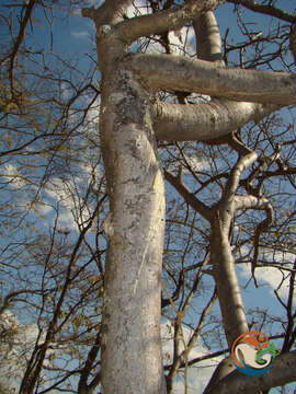 Image of Bursera submoniliformis Engl.