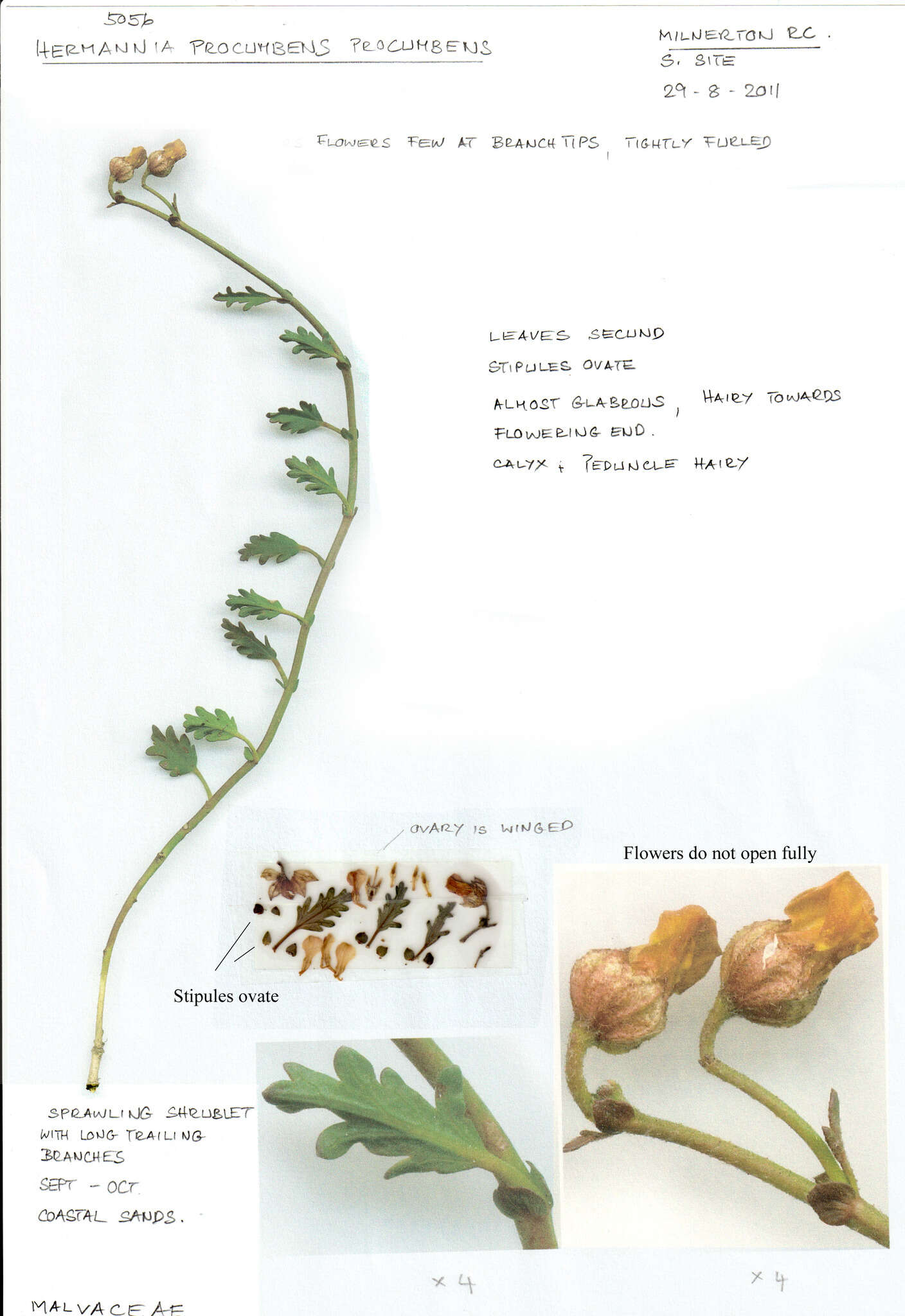 Image of Hermannia procumbens subsp. procumbens