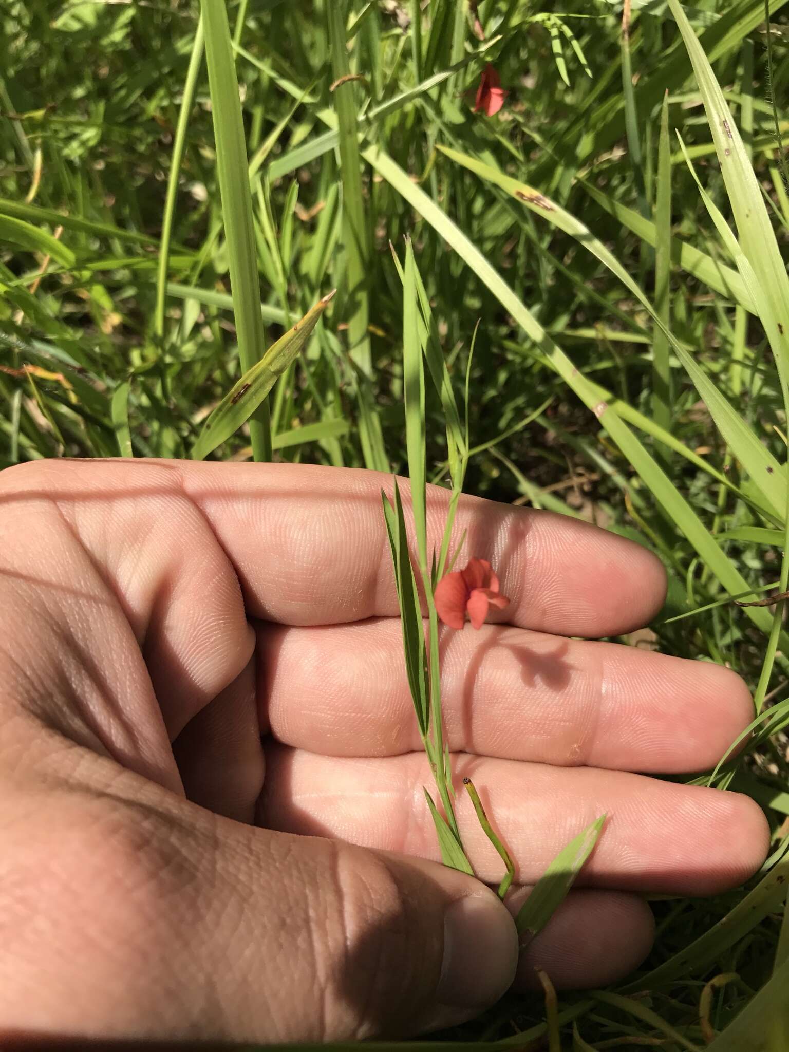 Image of Round-seeded Vetchling