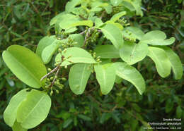 Image de Erythroxylum areolatum L.