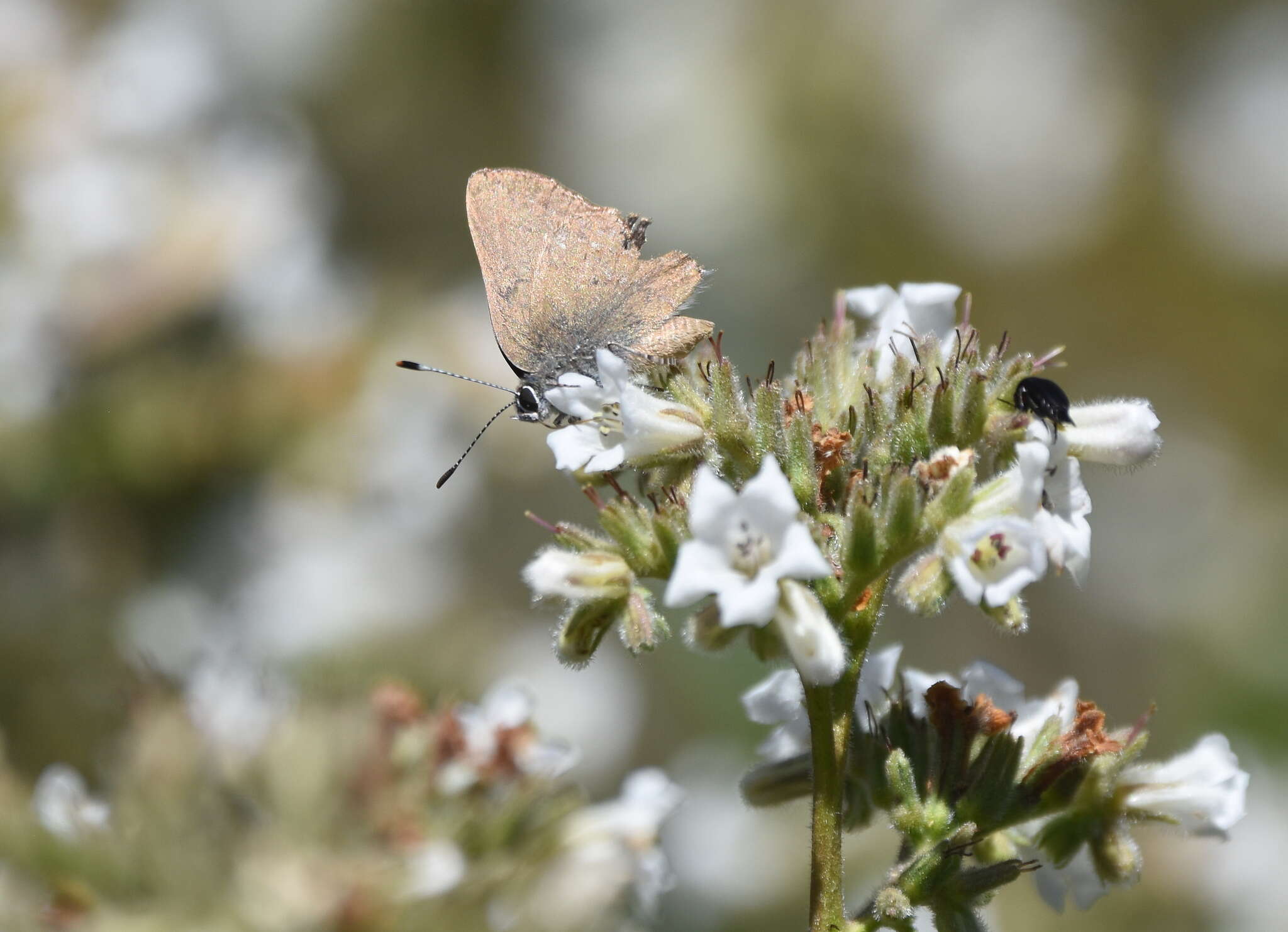 Image of Gold-hunters Hairstreak