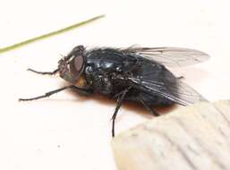 Image of Blue bottle fly