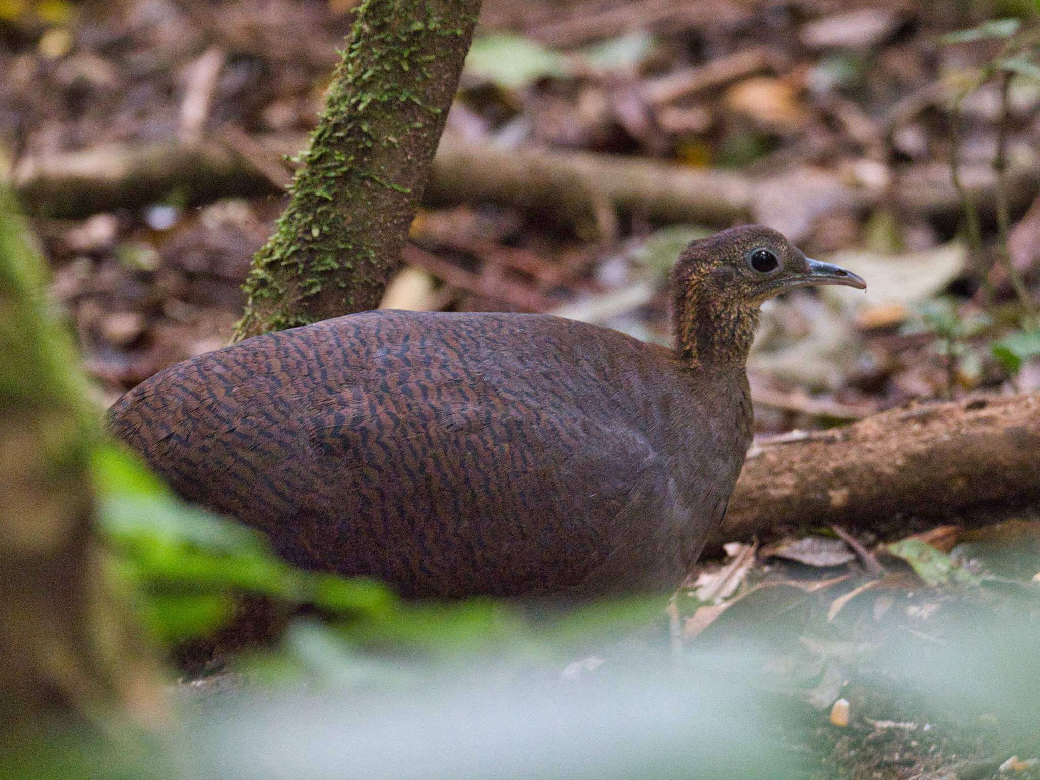 Image of Solitary Tinamou