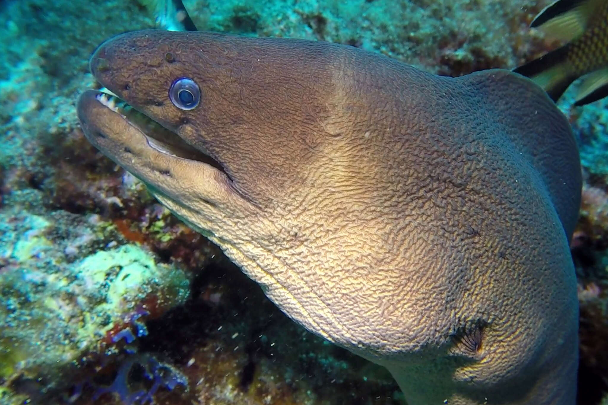 Image of Brown Moray