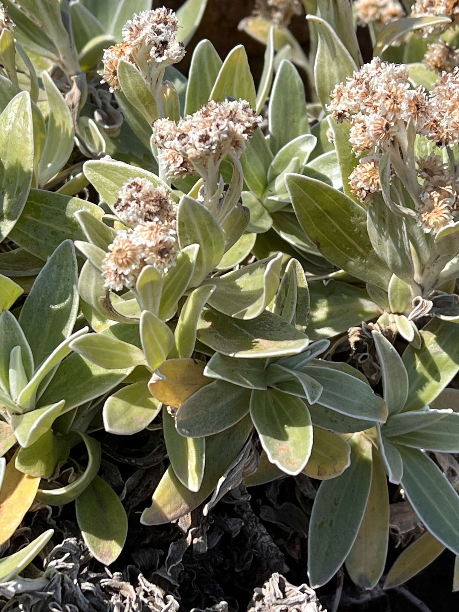 Image of Helichrysum devium J. Y. Johnson