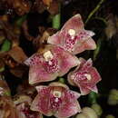 Image de Lycomormium ecuadorense H. R. Sweet