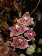 Image of Lycomormium ecuadorense H. R. Sweet