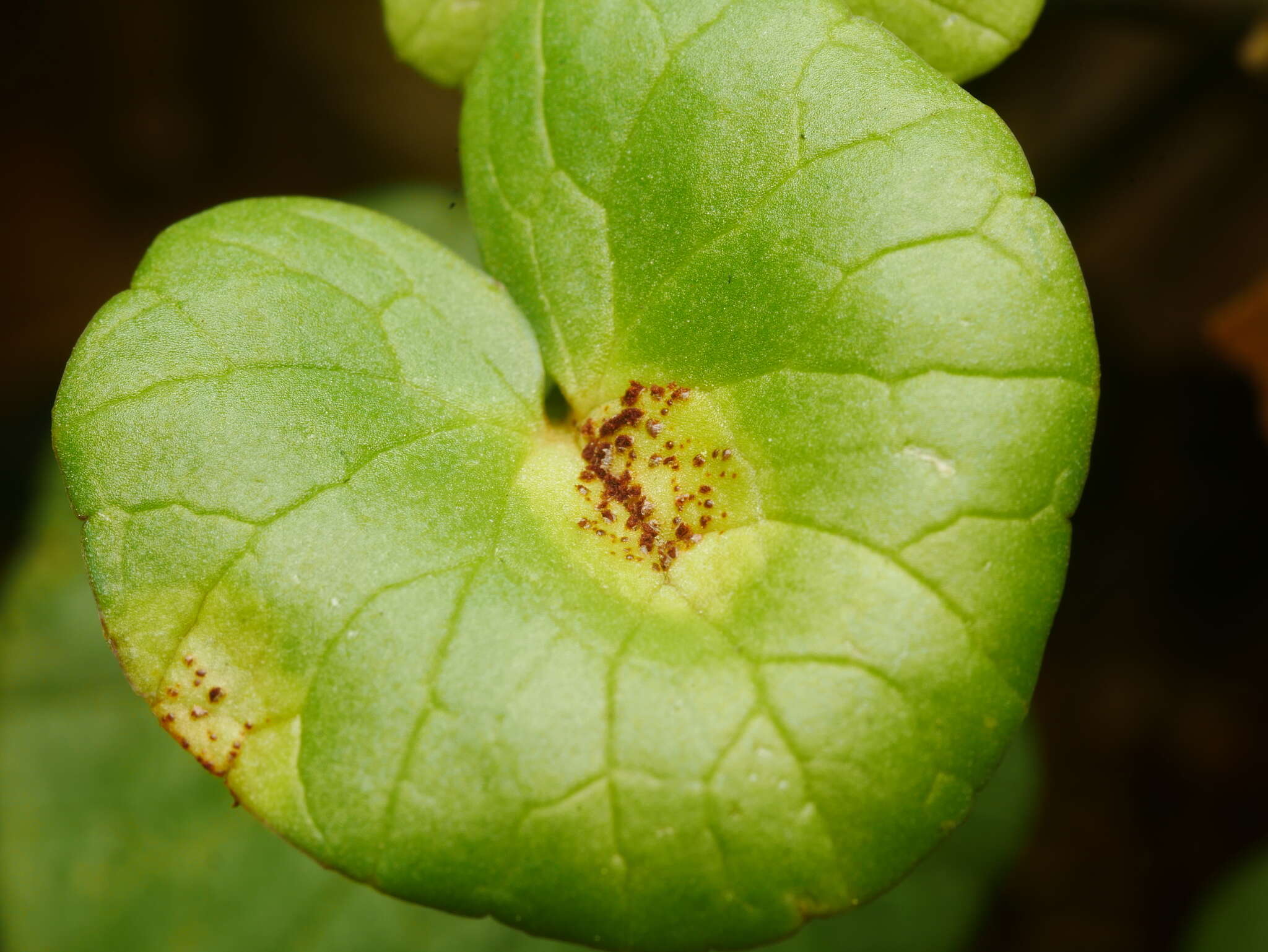 Uromyces ficariae (Schumach.) Lév. 1860 resmi