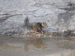 Image of California Chipmunk