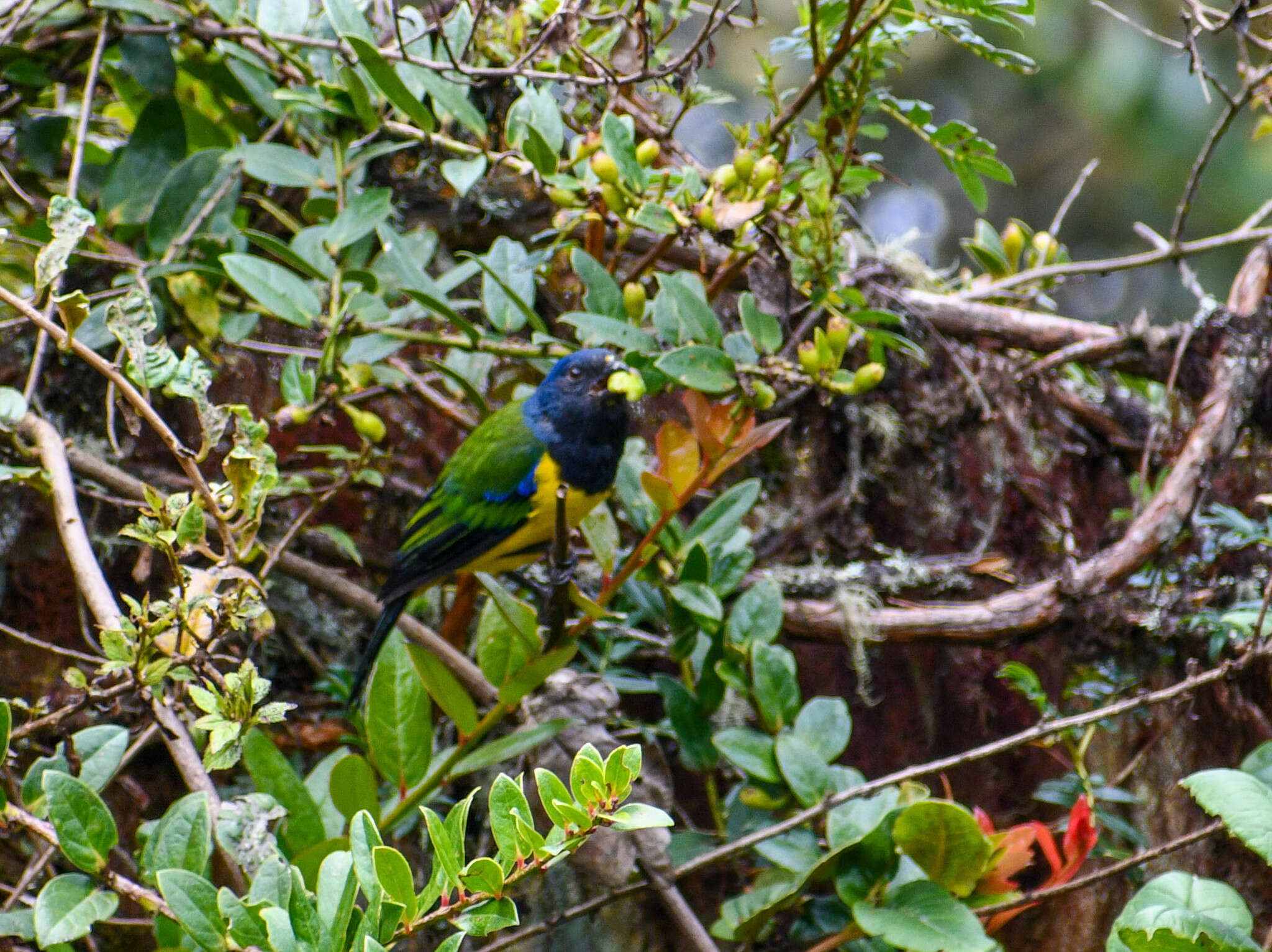 Image of Black-chested Mountain Tanager