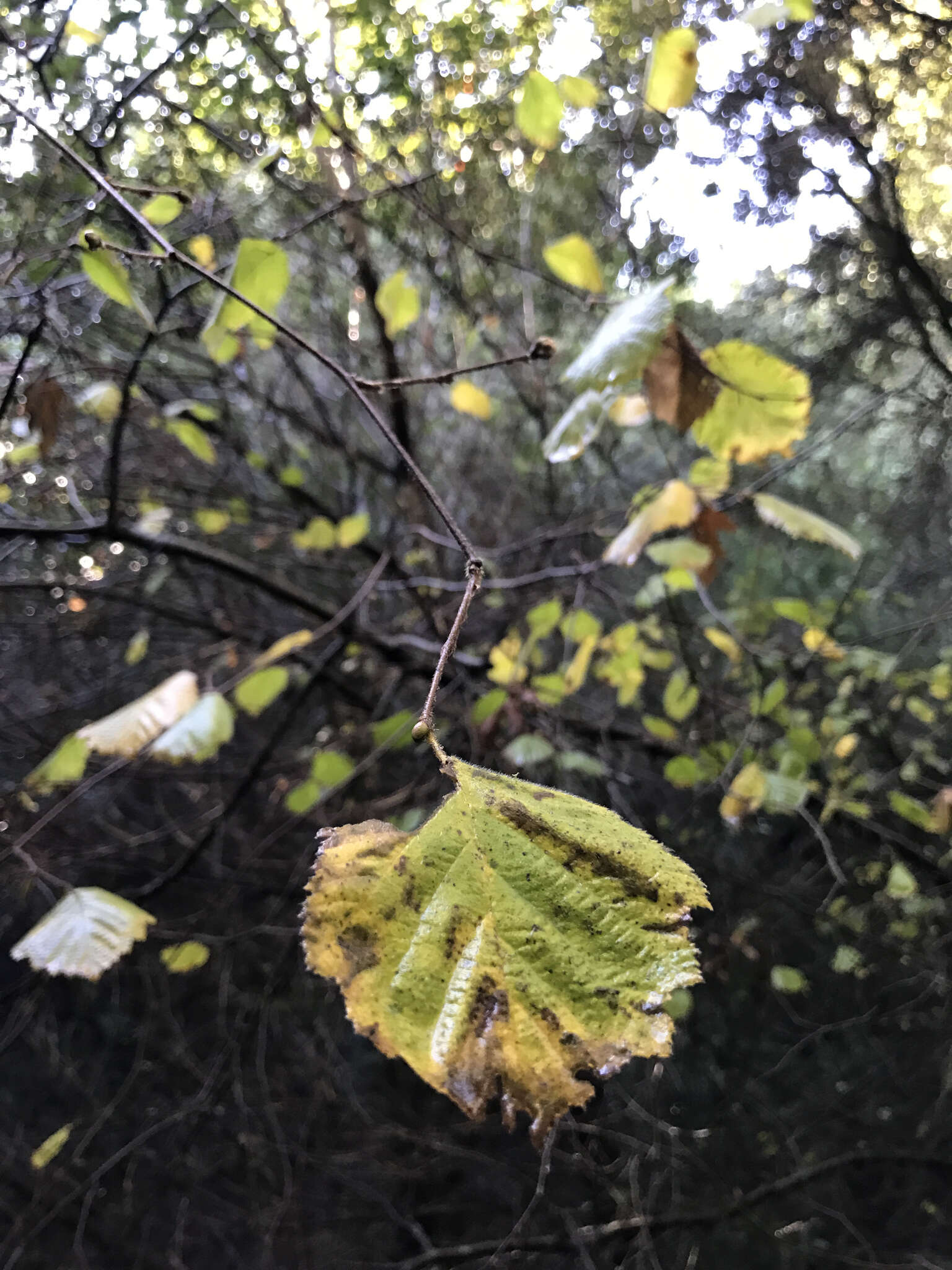 Image of Corylus cornuta subsp. californica (A. DC.) A. E. Murray