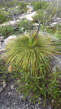 Image of Xanthorrhoea resinosa Pers.