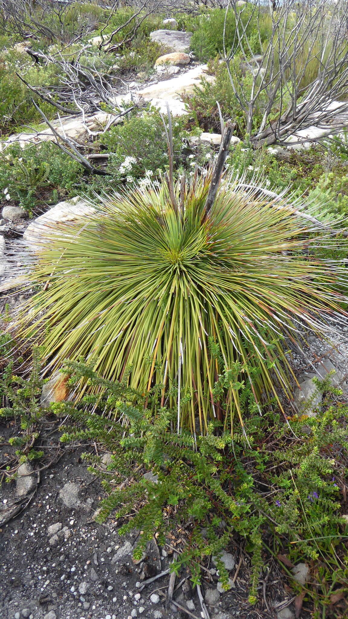 Image of Xanthorrhoea resinosa Pers.