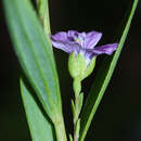 Слика од Linum stelleroides Planch.