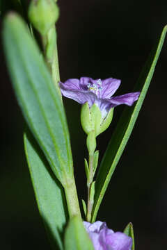 Image of Linum stelleroides Planch.