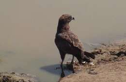 Image of Brown Snake Eagle