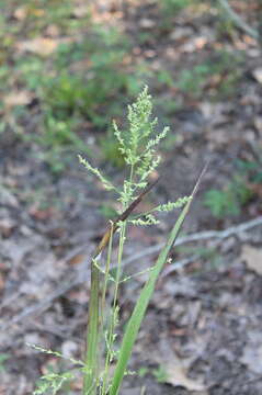 Image of Beaked Cut-Throat Grass