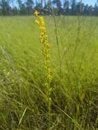 Plancia ëd <i>Solidago virgata</i>