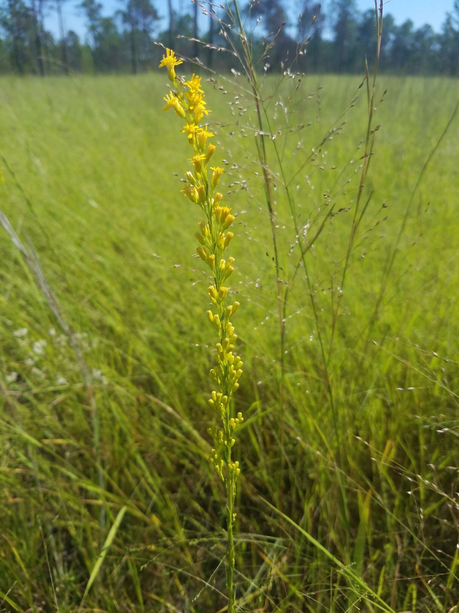 Слика од <i>Solidago virgata</i>