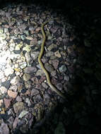 Image of Plains Blackhead Snake