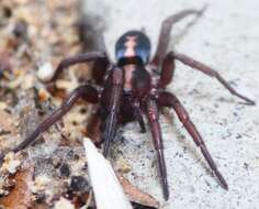 Image of Western Parson Spider