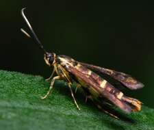 Image of Eupatorium Borer Moth