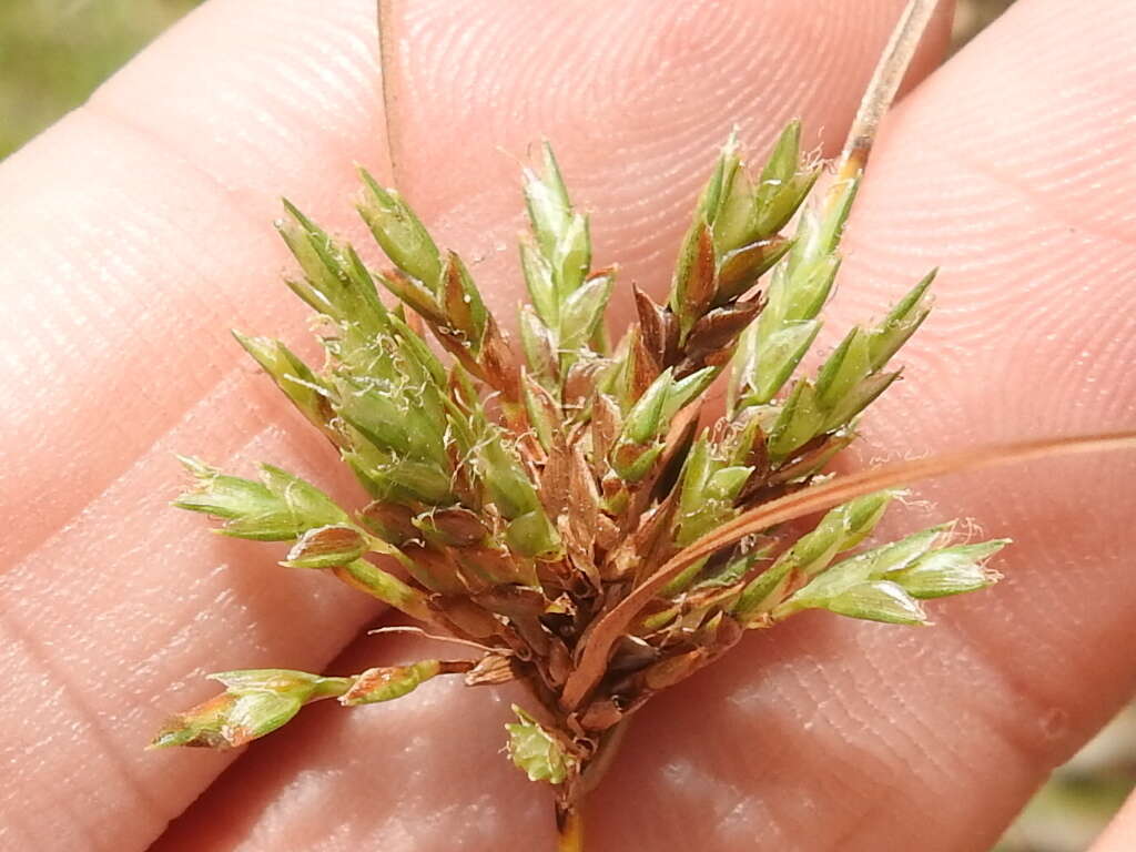 Image of Cyperus filiculmis Vahl