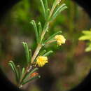 Image of Acacia baueri Benth.