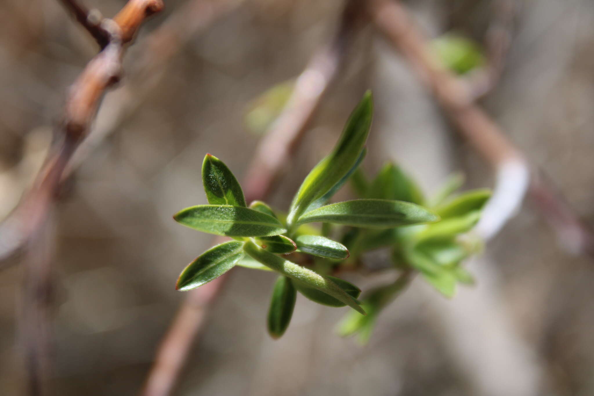 Imagem de Salix irrorata Anderss.