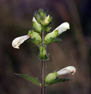 Image of swamp lousewort