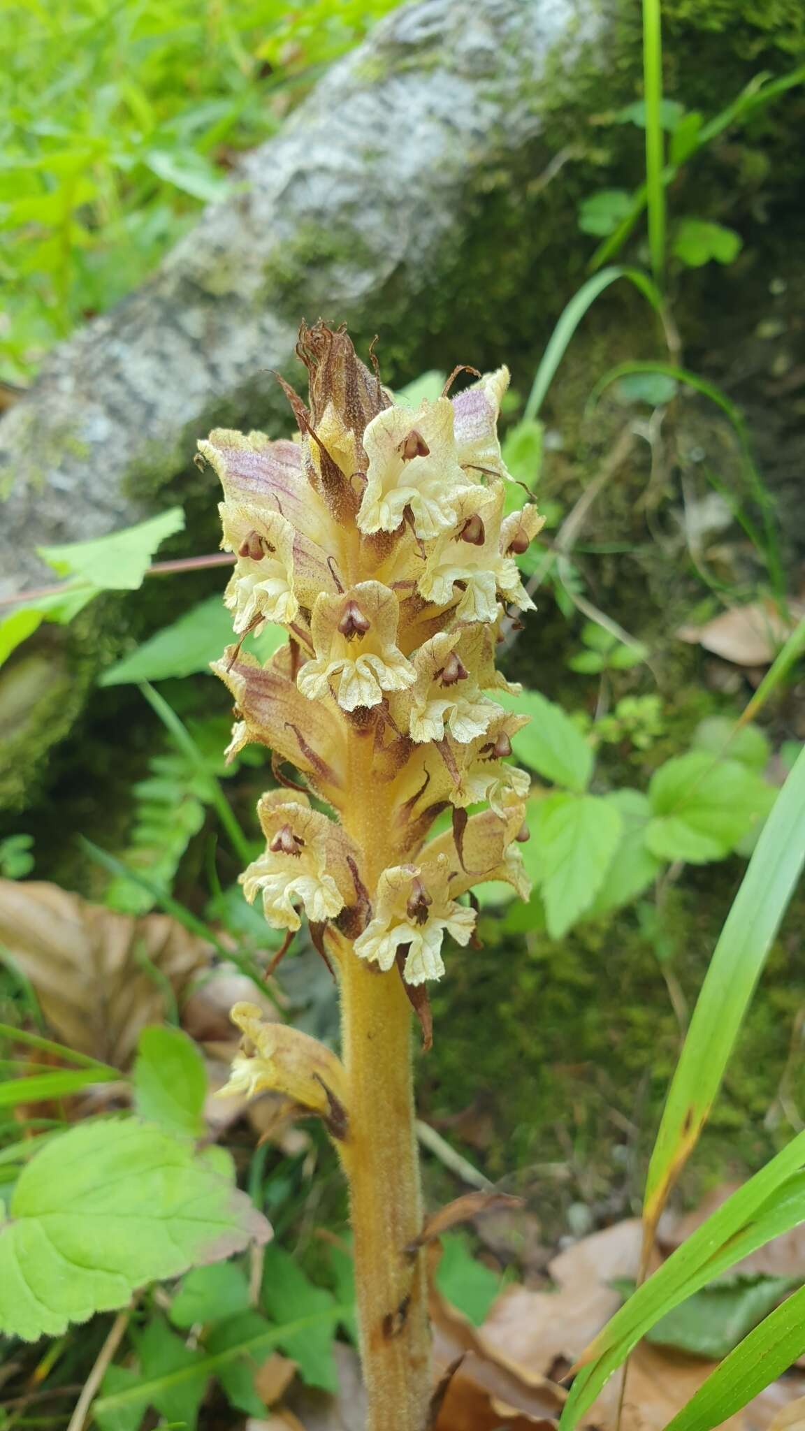 Imagem de Orobanche reticulata Wallr.