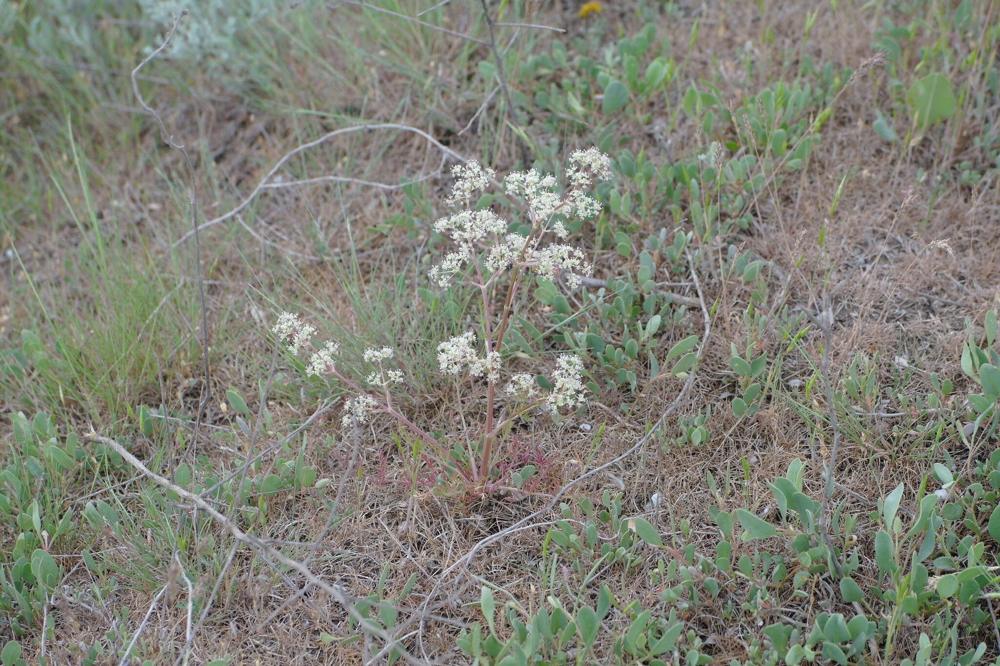 Image of Trinia hispida Hoffm.