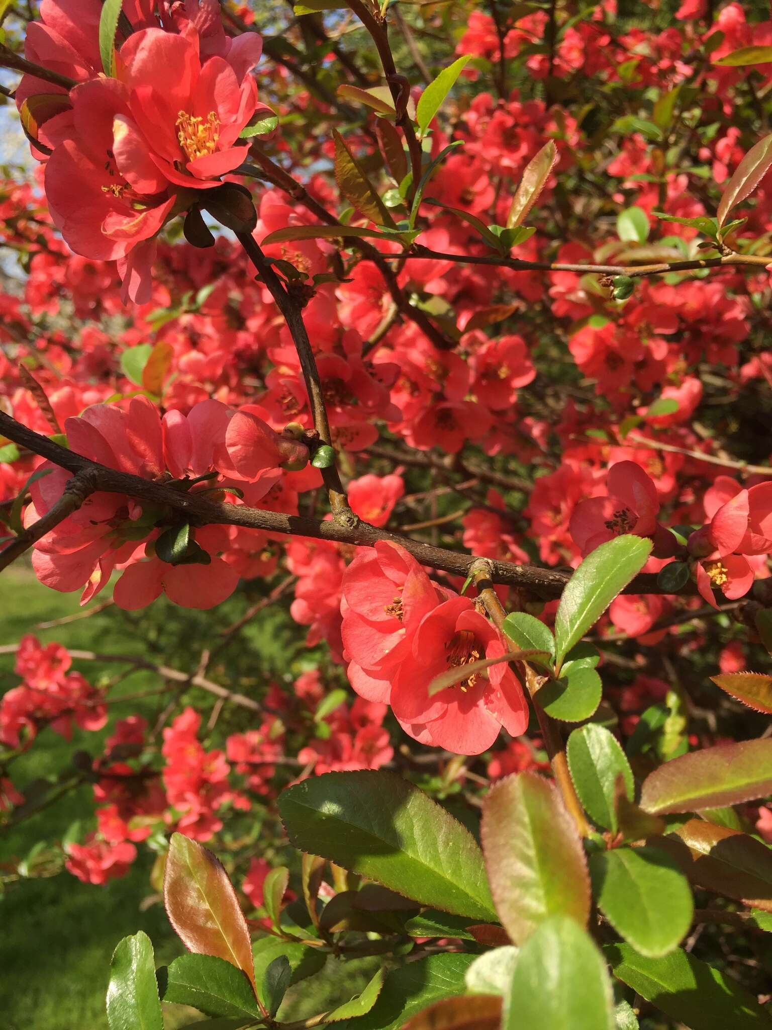 Chaenomeles speciosa (Sweet) Nakai的圖片