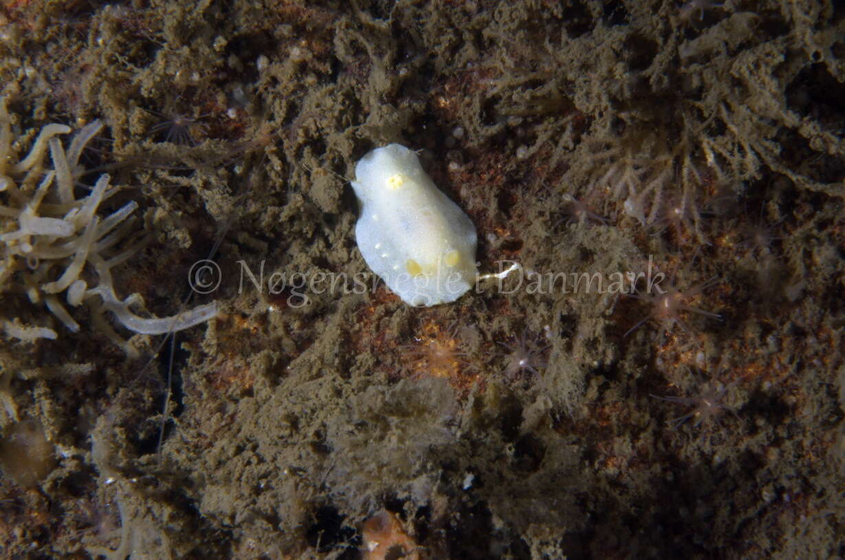 Image of white Atlantic cadlina