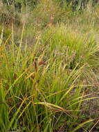 Sivun Carex pamirensis subsp. dichroa Malyschev kuva