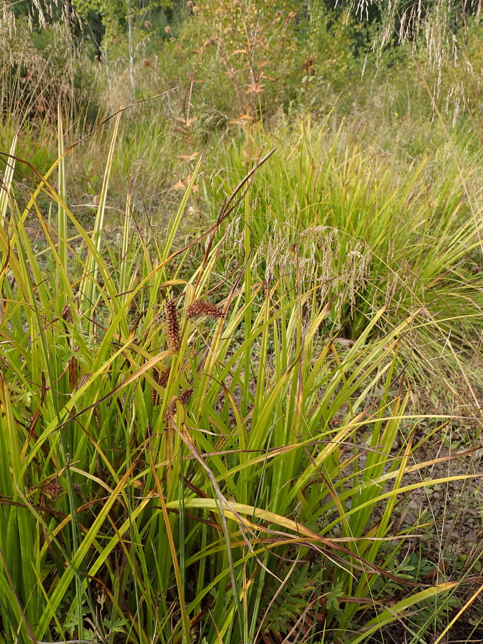 Sivun Carex pamirensis subsp. dichroa Malyschev kuva