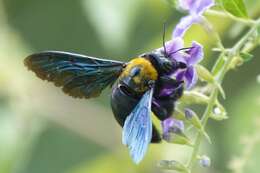 Imagem de Xylocopa flavonigrescens Smith 1854