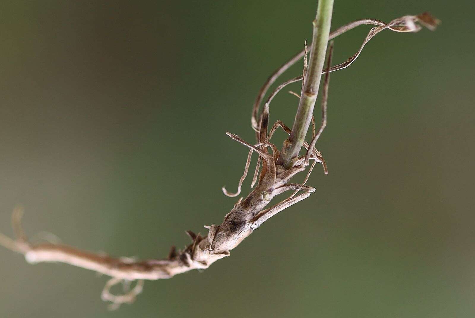 Image of diffuse wallflower